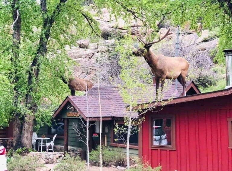 Elk on a Reflection Cabin Roof at This Mountain Life - Estes Park CO USA